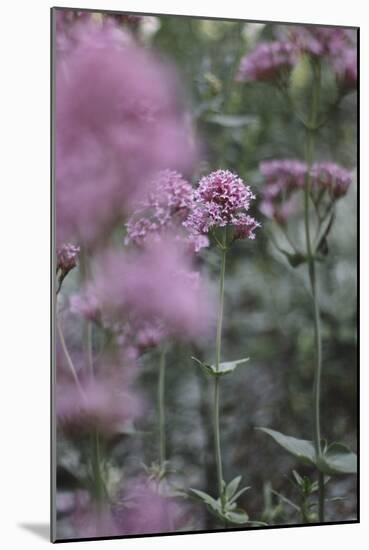 Blossoming red valerian in the botanical garden in Bielefeld,-Nadja Jacke-Mounted Photographic Print