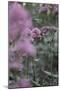 Blossoming red valerian in the botanical garden in Bielefeld,-Nadja Jacke-Mounted Photographic Print