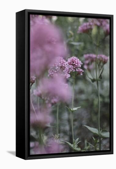 Blossoming red valerian in the botanical garden in Bielefeld,-Nadja Jacke-Framed Stretched Canvas