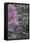 Blossoming red valerian in the botanical garden in Bielefeld,-Nadja Jacke-Framed Stretched Canvas