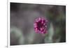 Blossoming red valerian in the botanical garden in Bielefeld,-Nadja Jacke-Framed Photographic Print