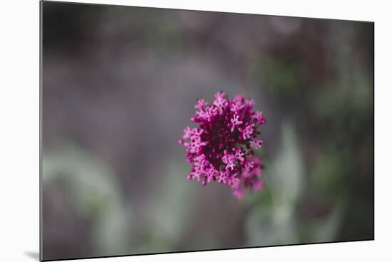 Blossoming red valerian in the botanical garden in Bielefeld,-Nadja Jacke-Mounted Photographic Print