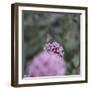 Blossoming red valerian in the botanical garden in Bielefeld,-Nadja Jacke-Framed Photographic Print