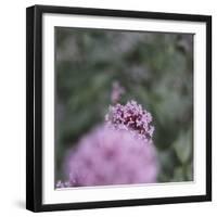 Blossoming red valerian in the botanical garden in Bielefeld,-Nadja Jacke-Framed Photographic Print