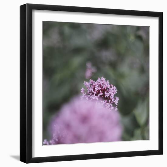 Blossoming red valerian in the botanical garden in Bielefeld,-Nadja Jacke-Framed Photographic Print