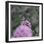 Blossoming red valerian in the botanical garden in Bielefeld,-Nadja Jacke-Framed Photographic Print