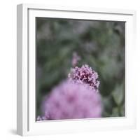 Blossoming red valerian in the botanical garden in Bielefeld,-Nadja Jacke-Framed Photographic Print