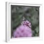 Blossoming red valerian in the botanical garden in Bielefeld,-Nadja Jacke-Framed Photographic Print