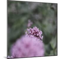 Blossoming red valerian in the botanical garden in Bielefeld,-Nadja Jacke-Mounted Photographic Print