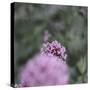 Blossoming red valerian in the botanical garden in Bielefeld,-Nadja Jacke-Stretched Canvas