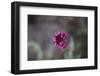 Blossoming red valerian in the botanical garden in Bielefeld,-Nadja Jacke-Framed Photographic Print