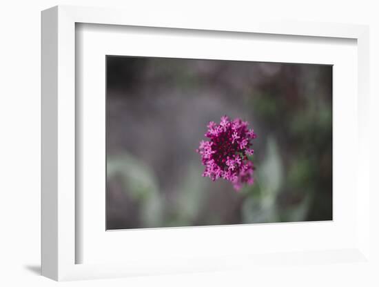 Blossoming red valerian in the botanical garden in Bielefeld,-Nadja Jacke-Framed Photographic Print