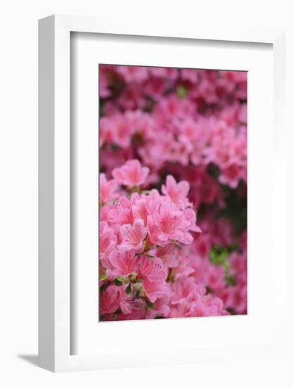 Blossoming Rhododendron, Rhododendron Norbitonense Aureum, Medium Close-Up-Andreas Keil-Framed Photographic Print