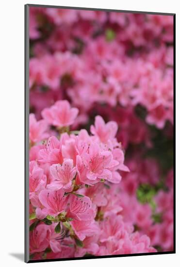 Blossoming Rhododendron, Rhododendron Norbitonense Aureum, Medium Close-Up-Andreas Keil-Mounted Photographic Print