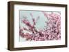 Blossoming Spring-Tracey Telek-Framed Photographic Print