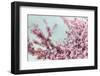 Blossoming Spring-Tracey Telek-Framed Photographic Print