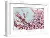 Blossoming Spring-Tracey Telek-Framed Photographic Print