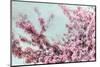Blossoming Spring-Tracey Telek-Mounted Photographic Print