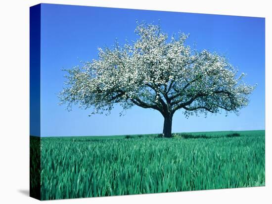 Blossoming Tree in Field-Herbert Kehrer-Stretched Canvas