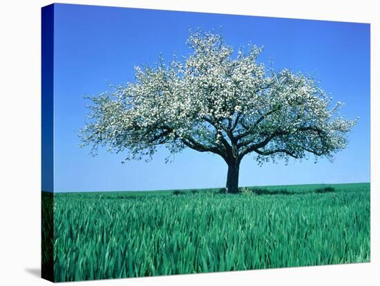 Blossoming Tree in Field-Herbert Kehrer-Stretched Canvas