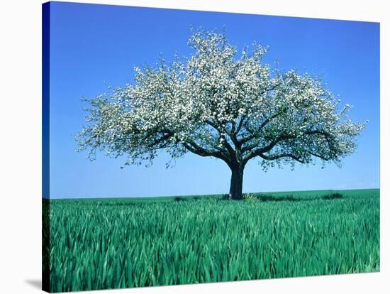 Blossoming Tree in Field-Herbert Kehrer-Stretched Canvas