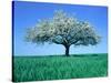 Blossoming Tree in Field-Herbert Kehrer-Stretched Canvas