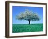 Blossoming Tree in Field-Herbert Kehrer-Framed Premium Photographic Print