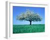 Blossoming Tree in Field-Herbert Kehrer-Framed Premium Photographic Print