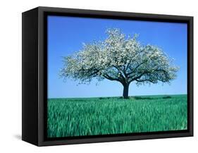 Blossoming Tree in Field-Herbert Kehrer-Framed Stretched Canvas