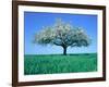 Blossoming Tree in Field-Herbert Kehrer-Framed Photographic Print