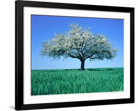 Blossoming Tree in Field-Herbert Kehrer-Framed Photographic Print