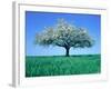 Blossoming Tree in Field-Herbert Kehrer-Framed Photographic Print