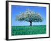 Blossoming Tree in Field-Herbert Kehrer-Framed Photographic Print