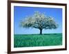 Blossoming Tree in Field-Herbert Kehrer-Framed Photographic Print