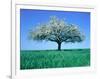 Blossoming Tree in Field-Herbert Kehrer-Framed Photographic Print