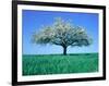 Blossoming Tree in Field-Herbert Kehrer-Framed Photographic Print