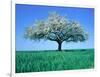 Blossoming Tree in Field-Herbert Kehrer-Framed Photographic Print