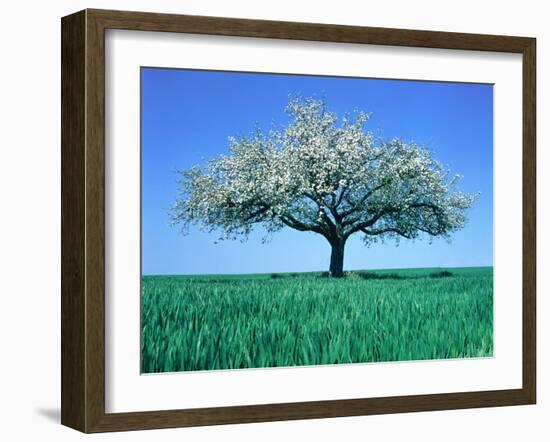 Blossoming Tree in Field-Herbert Kehrer-Framed Photographic Print