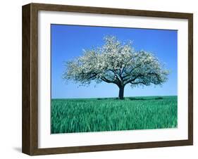 Blossoming Tree in Field-Herbert Kehrer-Framed Photographic Print