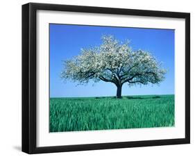 Blossoming Tree in Field-Herbert Kehrer-Framed Photographic Print