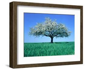 Blossoming Tree in Field-Herbert Kehrer-Framed Photographic Print