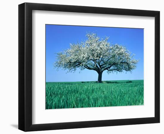 Blossoming Tree in Field-Herbert Kehrer-Framed Photographic Print