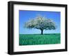 Blossoming Tree in Field-Herbert Kehrer-Framed Photographic Print