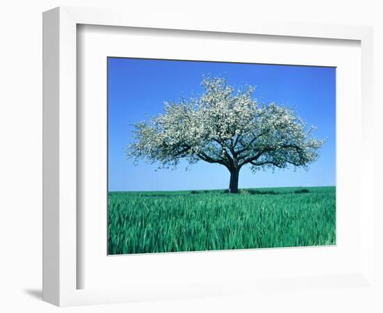 Blossoming Tree in Field-Herbert Kehrer-Framed Photographic Print