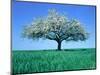 Blossoming Tree in Field-Herbert Kehrer-Mounted Photographic Print