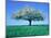 Blossoming Tree in Field-Herbert Kehrer-Mounted Photographic Print