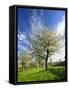 Blossoming Trees on Orchard Meadow, Freyburg, Burgenlandkreis, Germany-Andreas Vitting-Framed Stretched Canvas