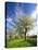 Blossoming Trees on Orchard Meadow, Freyburg, Burgenlandkreis, Germany-Andreas Vitting-Stretched Canvas