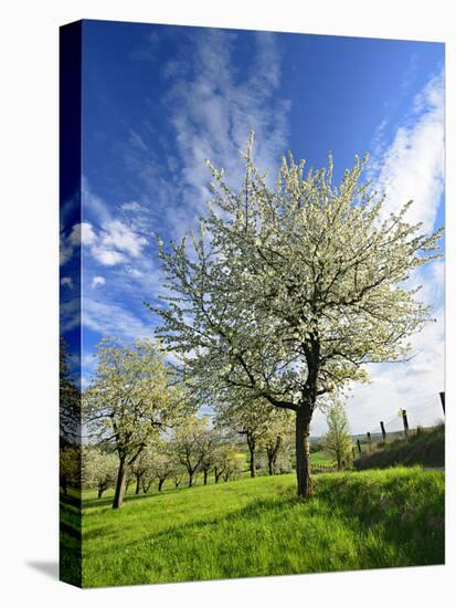 Blossoming Trees on Orchard Meadow, Freyburg, Burgenlandkreis, Germany-Andreas Vitting-Stretched Canvas
