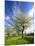 Blossoming Trees on Orchard Meadow, Freyburg, Burgenlandkreis, Germany-Andreas Vitting-Mounted Photographic Print